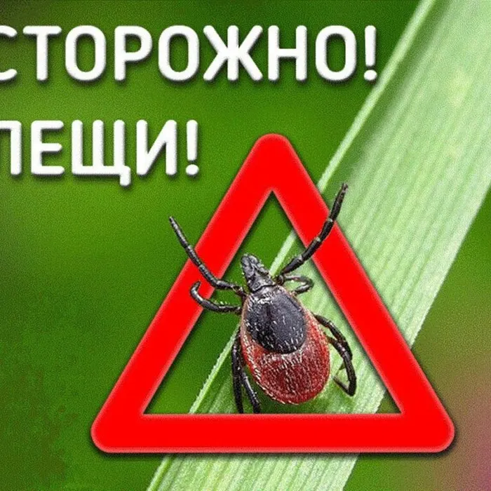 Осторожно, клещи!